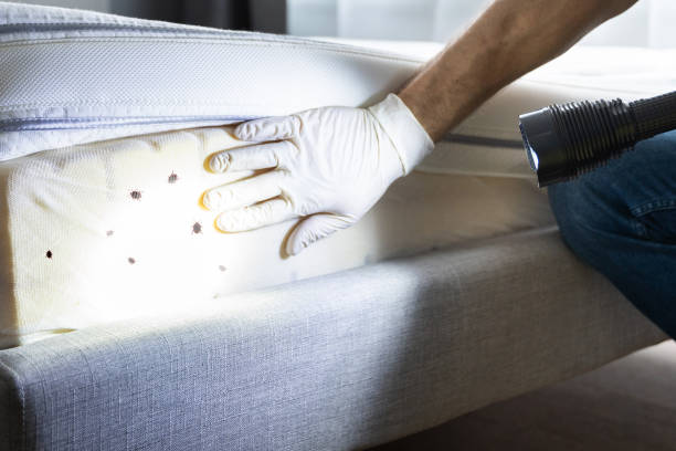Flea Control Services in Douglas, MI
